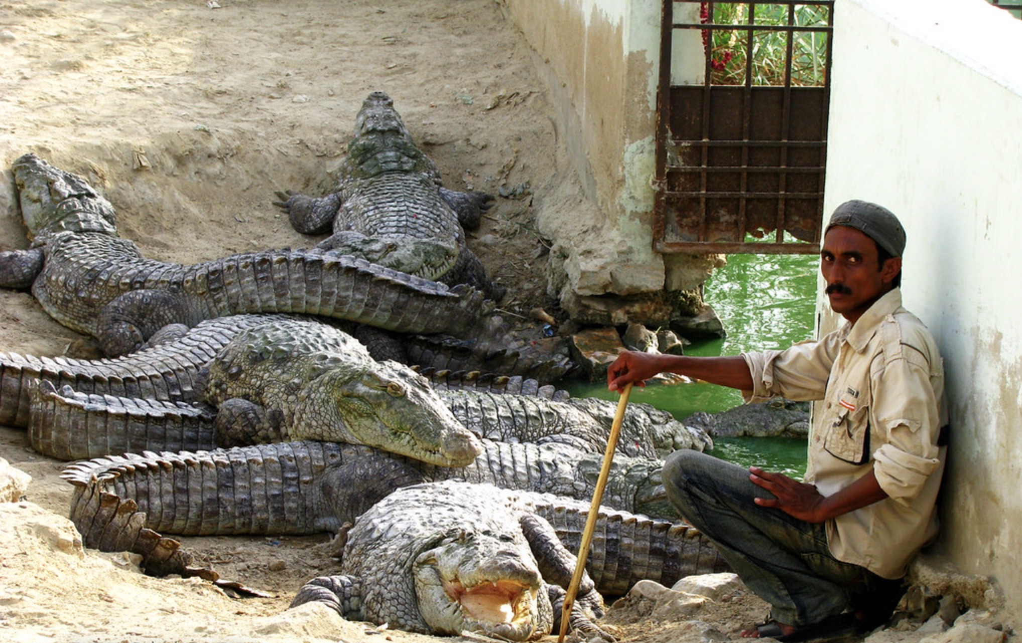 american alligator